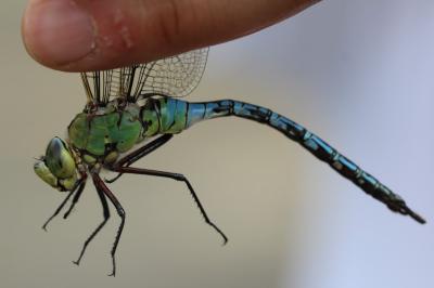 <i>Anax imperator</i>