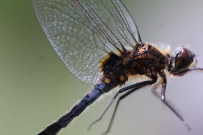 <i>Leucorrhinia caudalis</i>