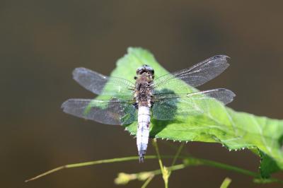 <i>Libellula fulva</i>