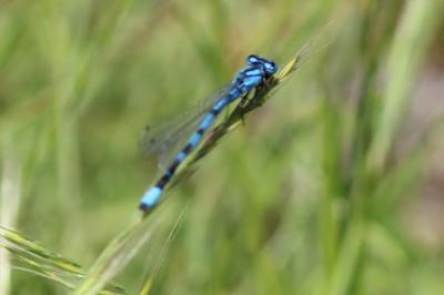 <i>Coenagrion</i>