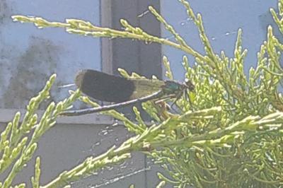 <i>Calopteryx splendens</i>
