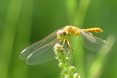 <i>Sympetrum meridionale</i>