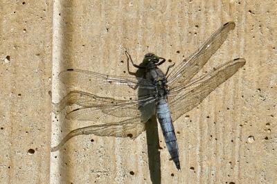 <i>Orthetrum cancellatum</i>