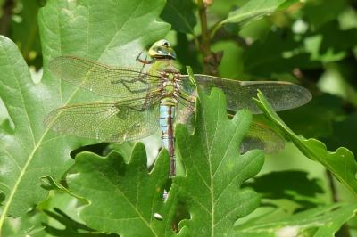 <i>Anax imperator</i>