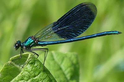 <i>Calopteryx splendens</i>