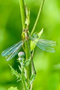 <i>Chalcolestes viridis</i>
