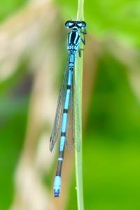 <i>Coenagrion puella</i>