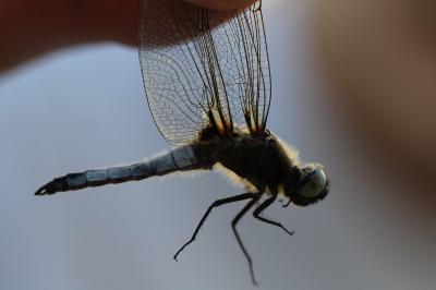 <i>Libellula fulva</i>
