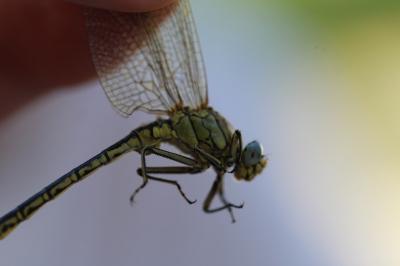 <i>Gomphus pulchellus</i>