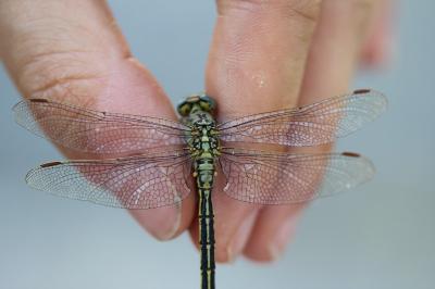 <i>Gomphus pulchellus</i>
