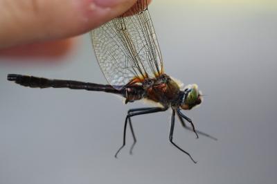 <i>Cordulia aenea</i>