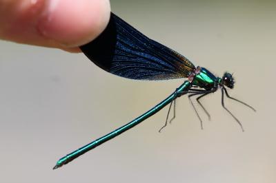 <i>Calopteryx virgo</i>
