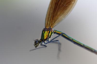 <i>Calopteryx virgo</i>