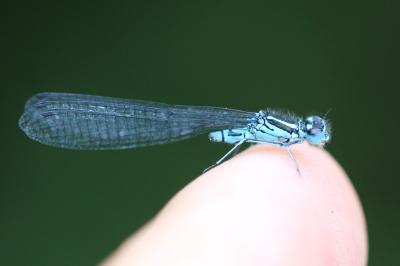 <i>Coenagrion puella</i>