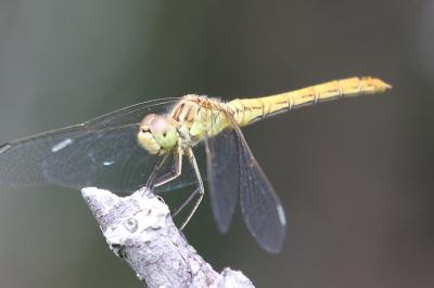 <i>Sympetrum meridionale</i>