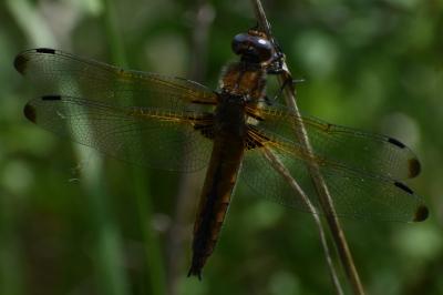 <i>Libellula fulva</i>