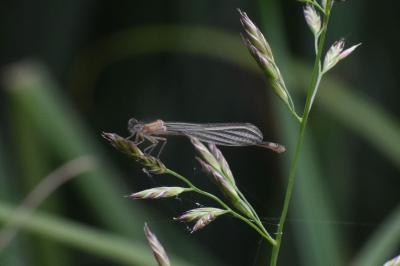 <i>Ischnura elegans</i>