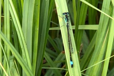 <i>Ischnura elegans</i>