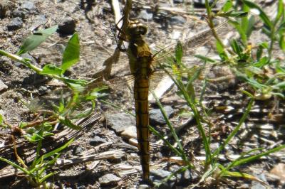 <i>Orthetrum cancellatum</i>