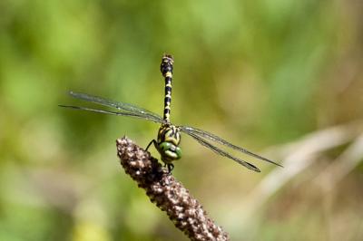 <i>Onychogomphus forcipatus</i>