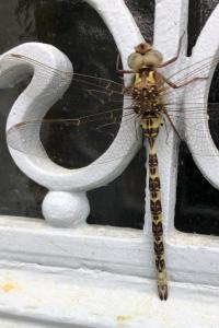 <i>Boyeria irene</i>