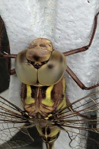 <i>Boyeria irene</i>