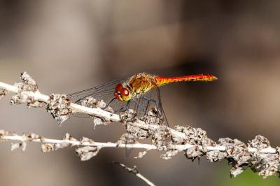 <i>Sympetrum sanguineum</i>