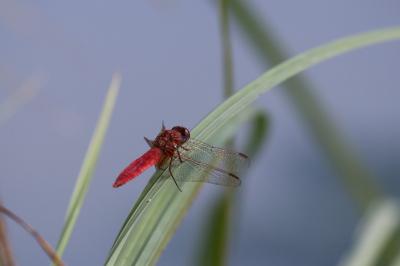 <i>Crocothemis erythraea</i>