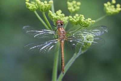 <i>Sympetrum sanguineum</i>