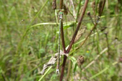 <i>Lestes barbarus</i>