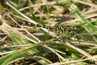 <i>Onychogomphus forcipatus</i>