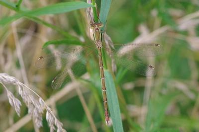 <i>Lestes barbarus</i>