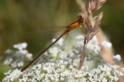 <i>Ischnura pumilio</i>
