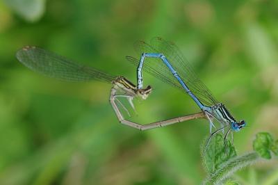 <i>Platycnemis pennipes</i>