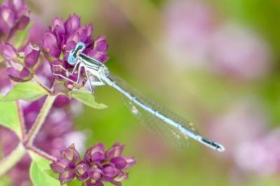 <i>Platycnemis pennipes</i>