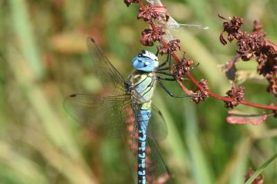 <i>Aeshna affinis</i>