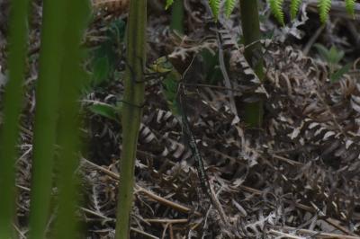 <i>Anax imperator</i>
