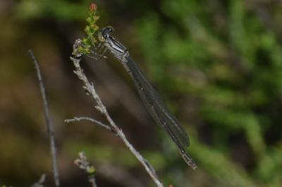 <i>Enallagma cyathigerum</i>
