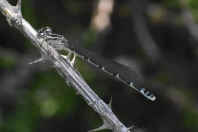 <i>Enallagma cyathigerum</i>