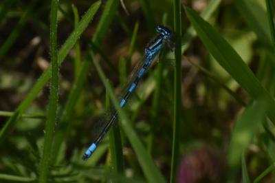 <i>Coenagrion scitulum</i>