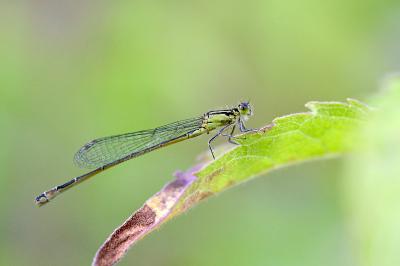 <i>Ischnura elegans</i>