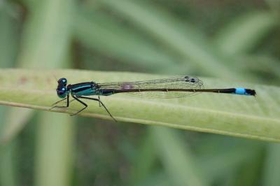 <i>Ischnura elegans</i>