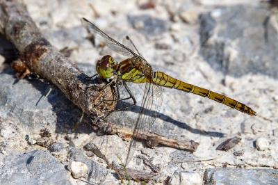 <i>Sympetrum striolatum</i>