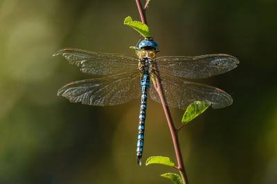 <i>Aeshna affinis</i>
