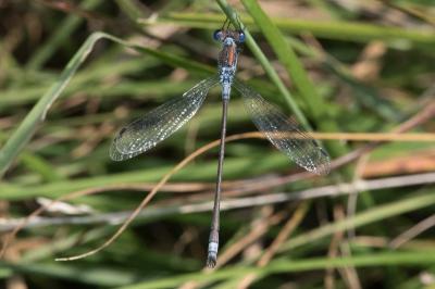 <i>Lestes sponsa</i>