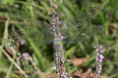 <i>Orthetrum cancellatum</i>
