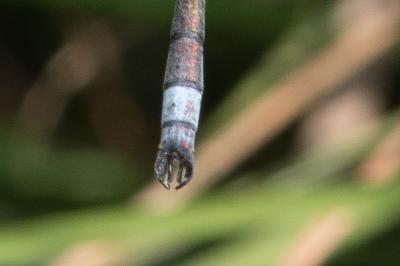 <i>Lestes sponsa</i>
