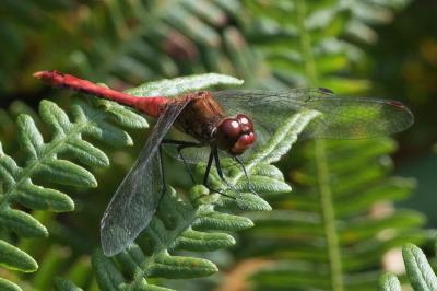 <i>Sympetrum sanguineum</i>