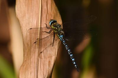 <i>Aeshna mixta</i>
