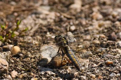 <i>Orthetrum cancellatum</i>